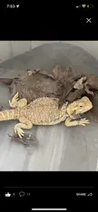 Abandoned Beardie Story