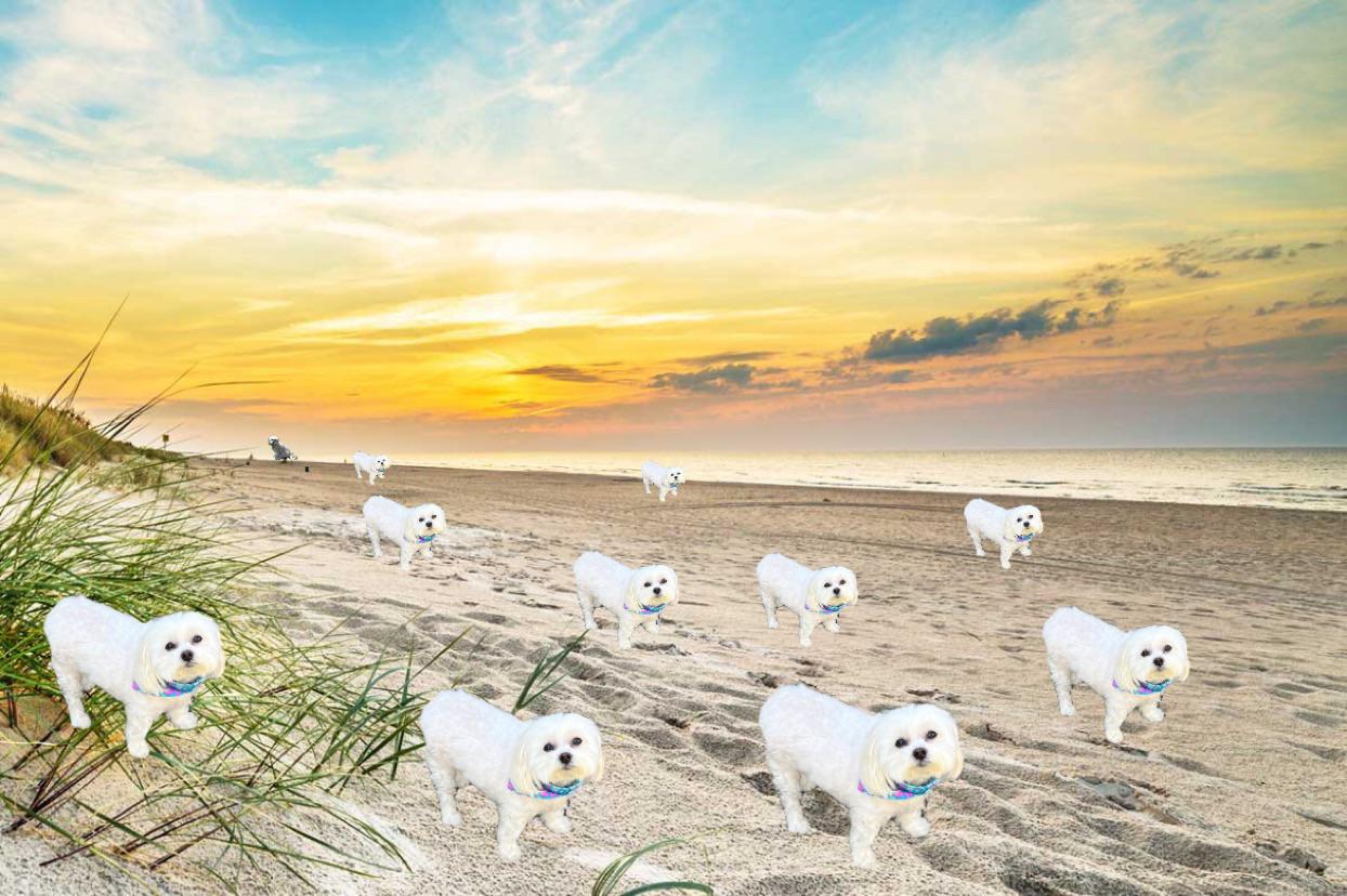 Have you guys heard of Corgi beach day? Imagine a Maltese beach day? That would be awesome