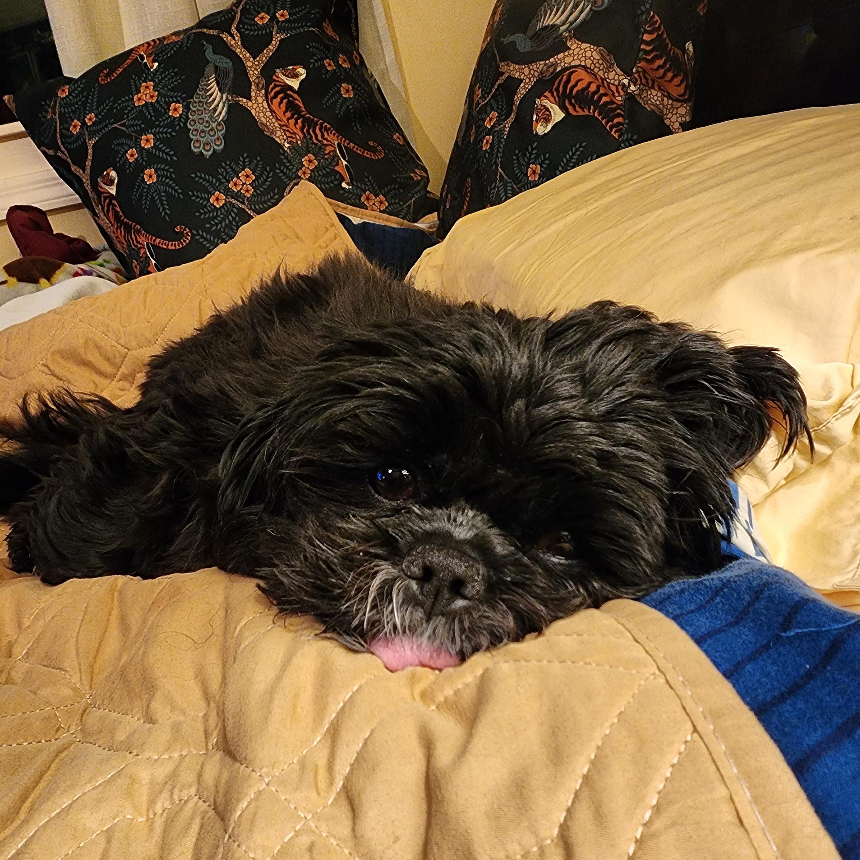 At bedtime last night, came back from the bathroom to this...my Seixo Buddy Bear, stealer of my heart and spot on the bed! ♥️🐶