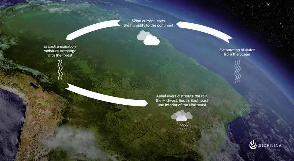 Above the Amazon rainforest are 
