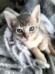 Abyssinian Siamese Kitten