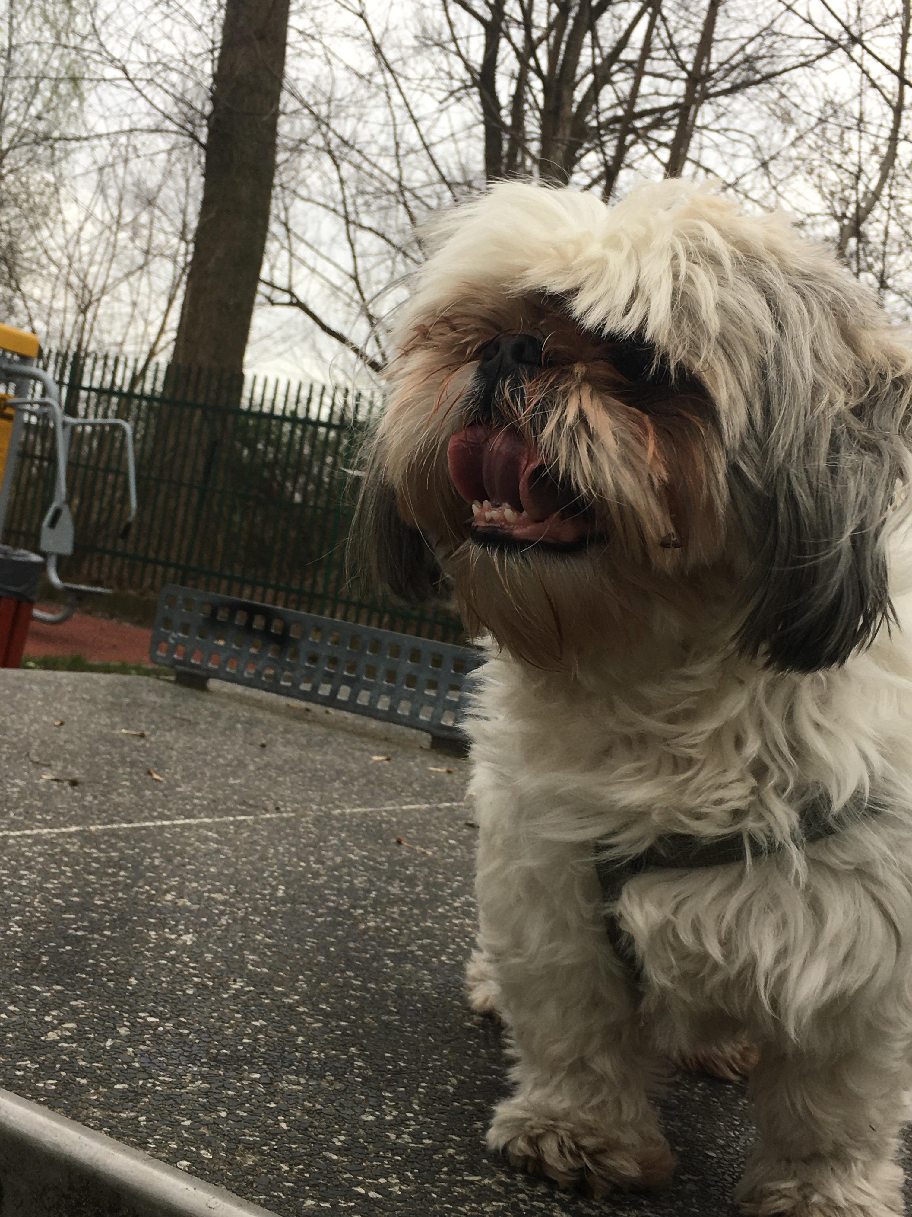 my 9 year old shih tzu just after walk throw up with blood i guess, the color of his puke was light pink, he haven’t eaten anything else other than his dog’s food. he puked like 4 times i was just cleaning puke after puke. should i get this checked out?