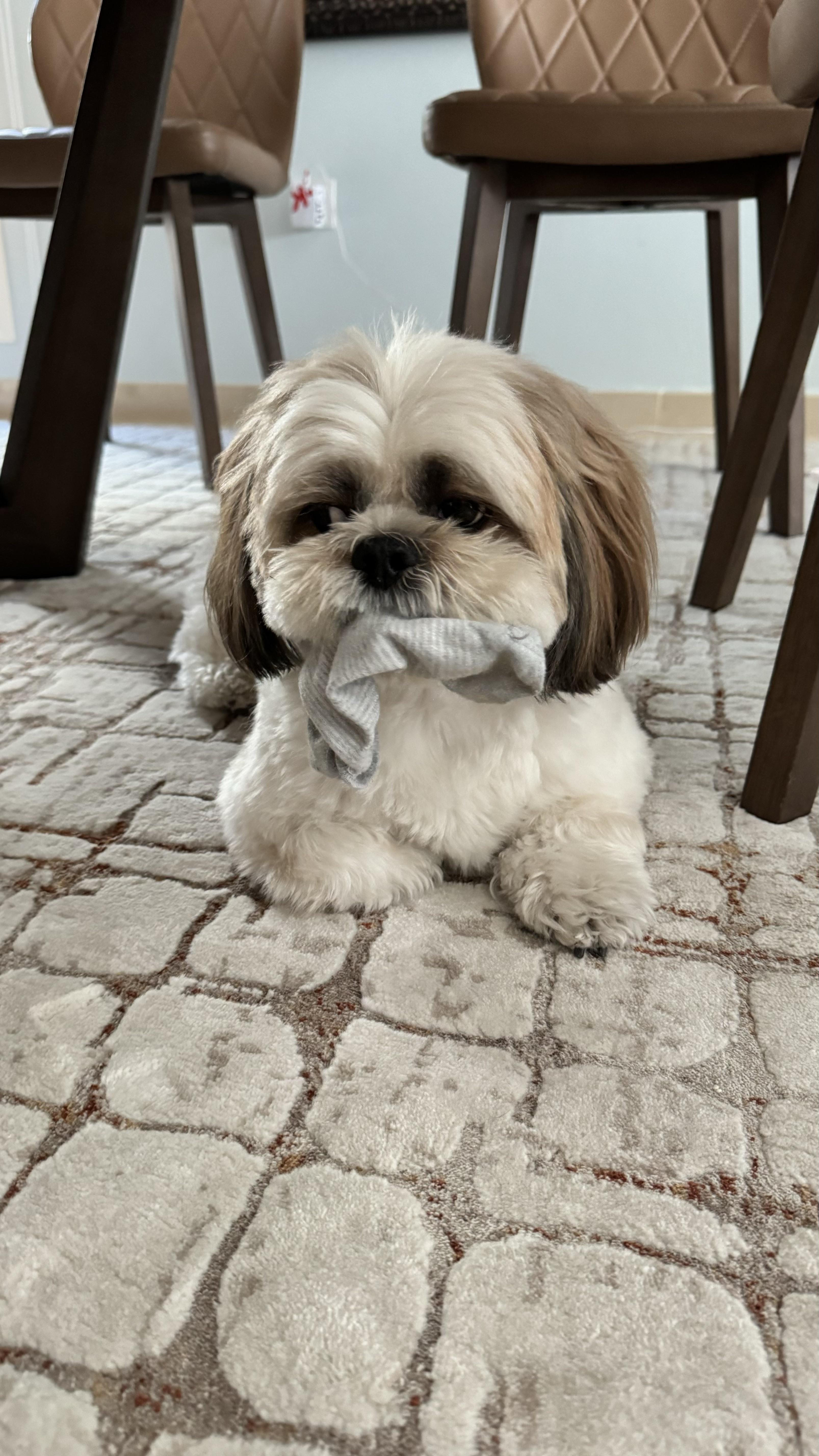 Weekend sock gremlin activities 🤣