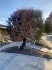 Tri-color tree from house fire