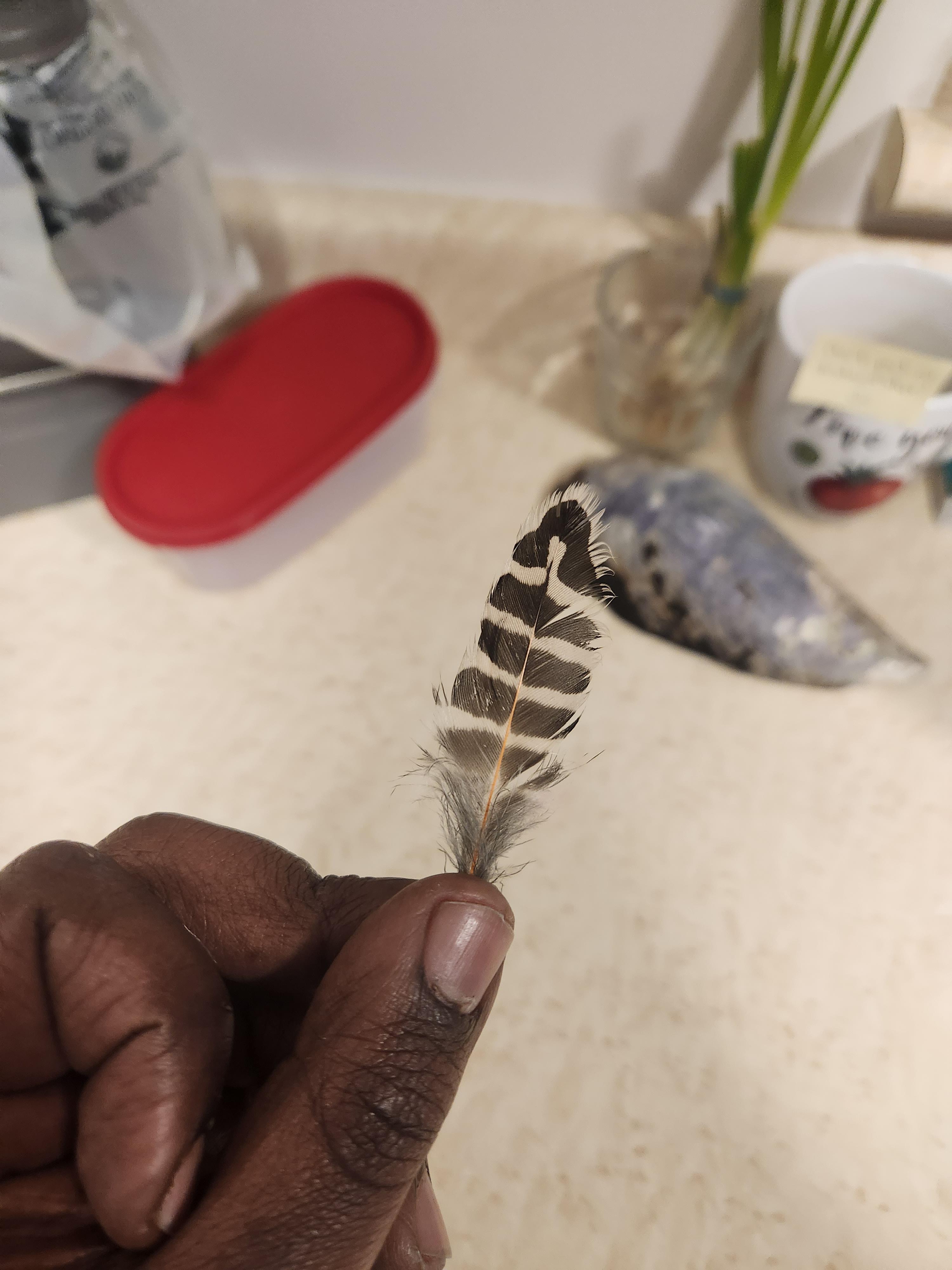 bite-sized-barred-owl-feather-scrolller