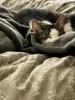 Neko Cat aka: Nickel Pickle
