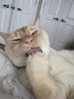 Spikey cat tongue