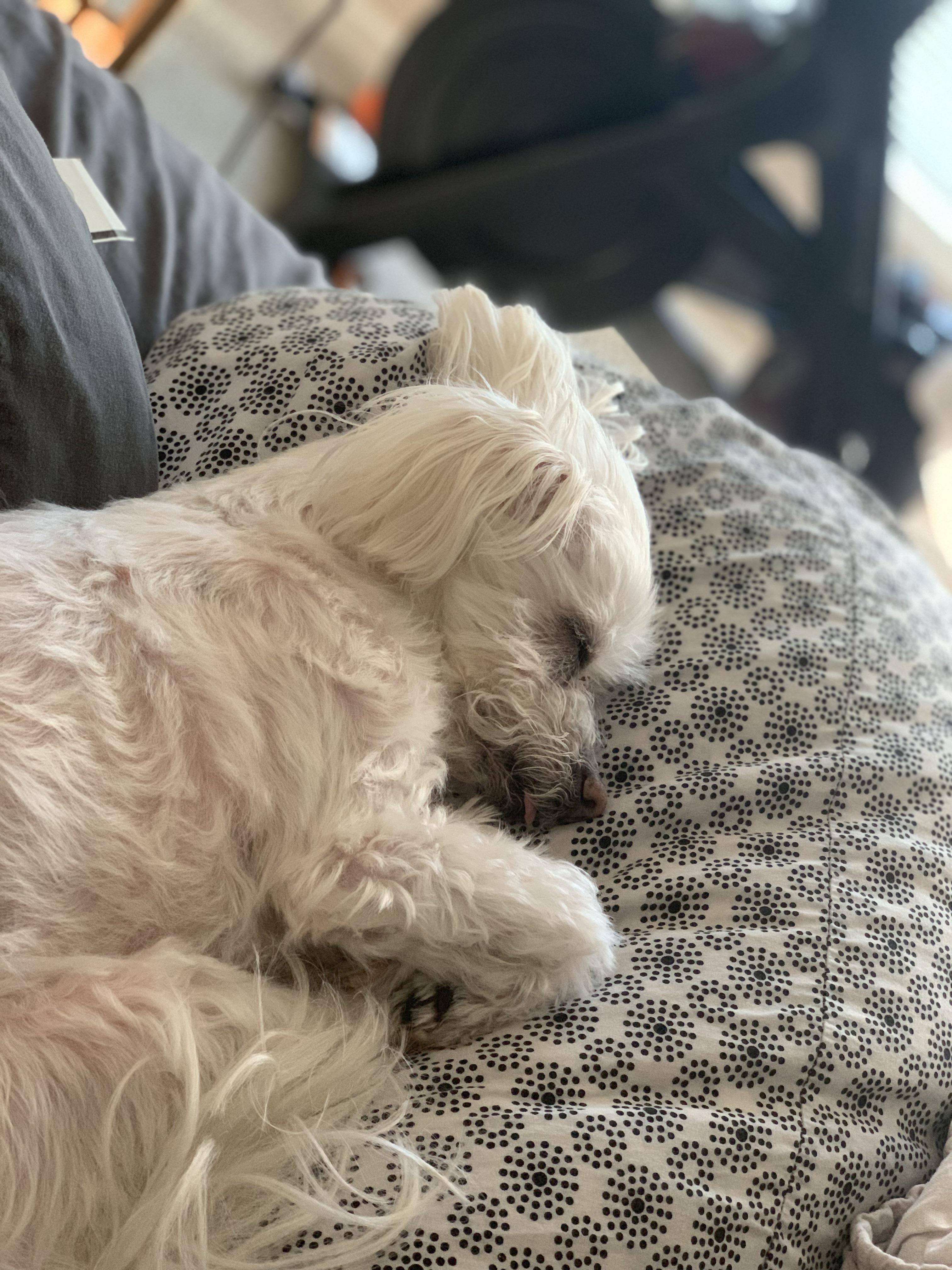 Molly-Molly