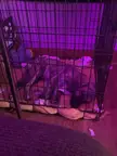 Accidentally got a huge crate for this lil lady, but she seems to be loving the extra room🤣
