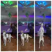 Accidently threw the dog toy and got it caught on the ceiling fan. You can see exactly how ZZ feels about it. 