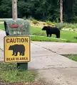 Accurate (bear) sign is accurate