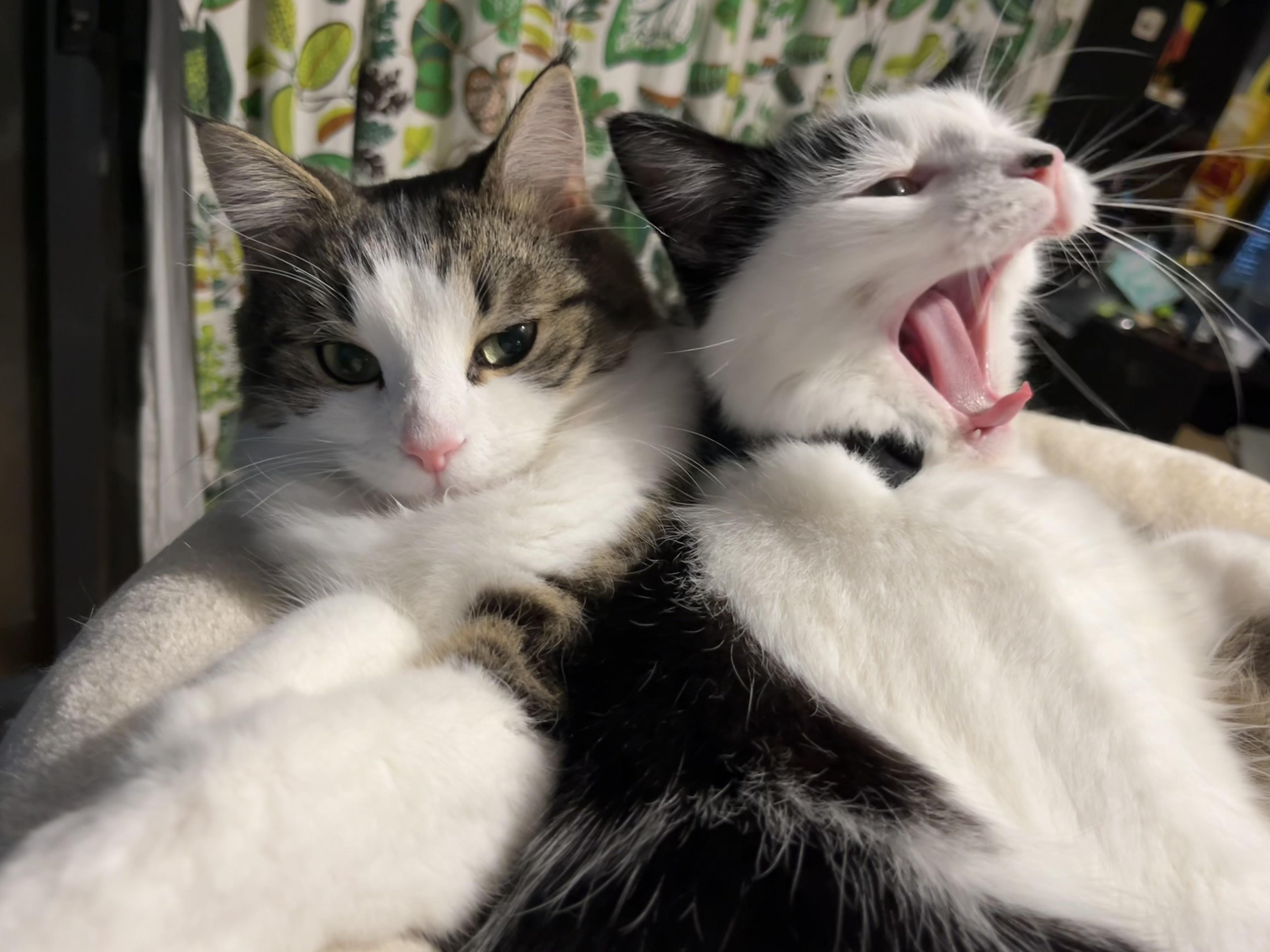 Accurate visual presentation of their personalities. | Scrolller