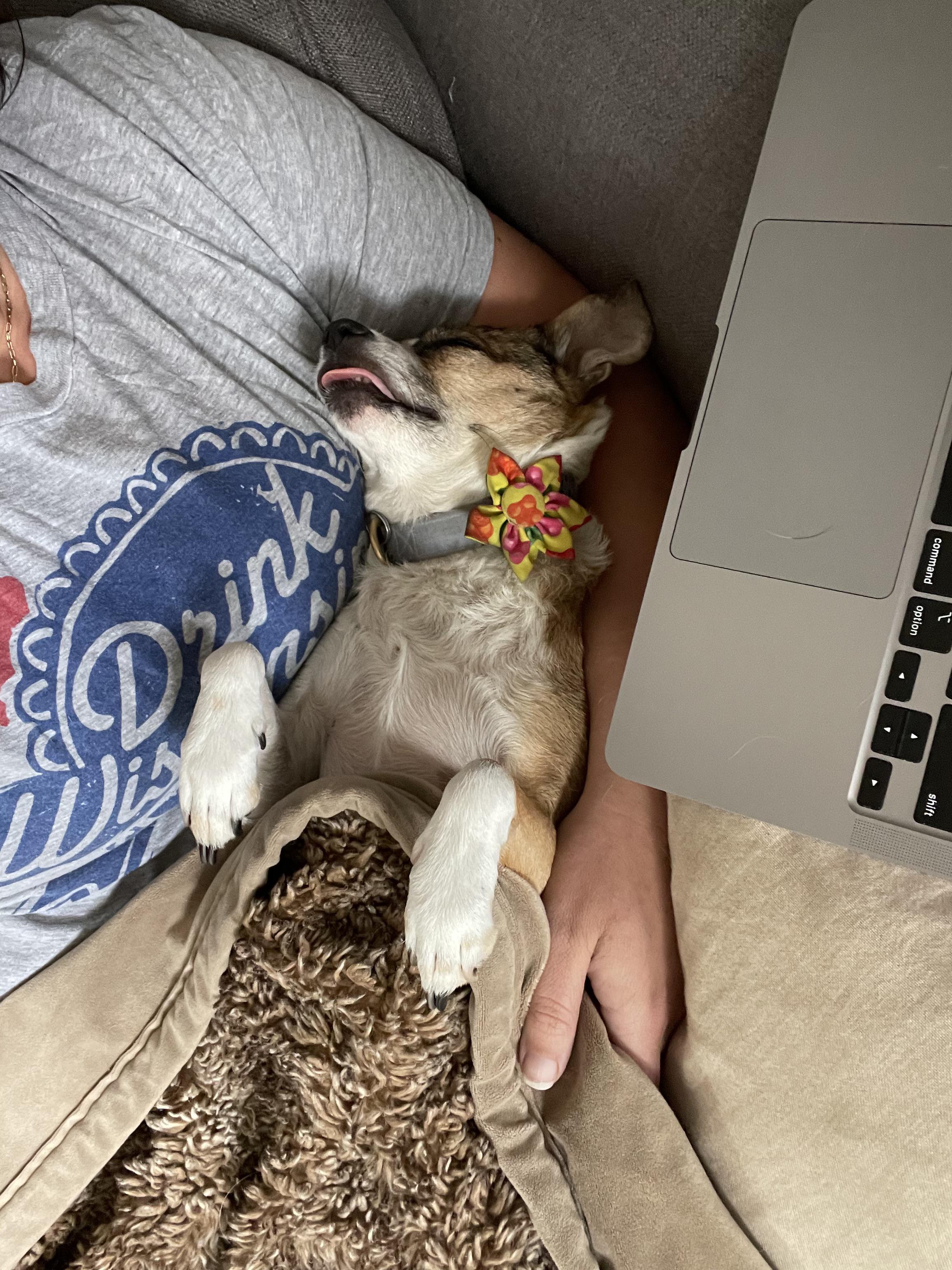 Having a dog is not the same as having a baby, but occasionally it’s a little like having a baby.