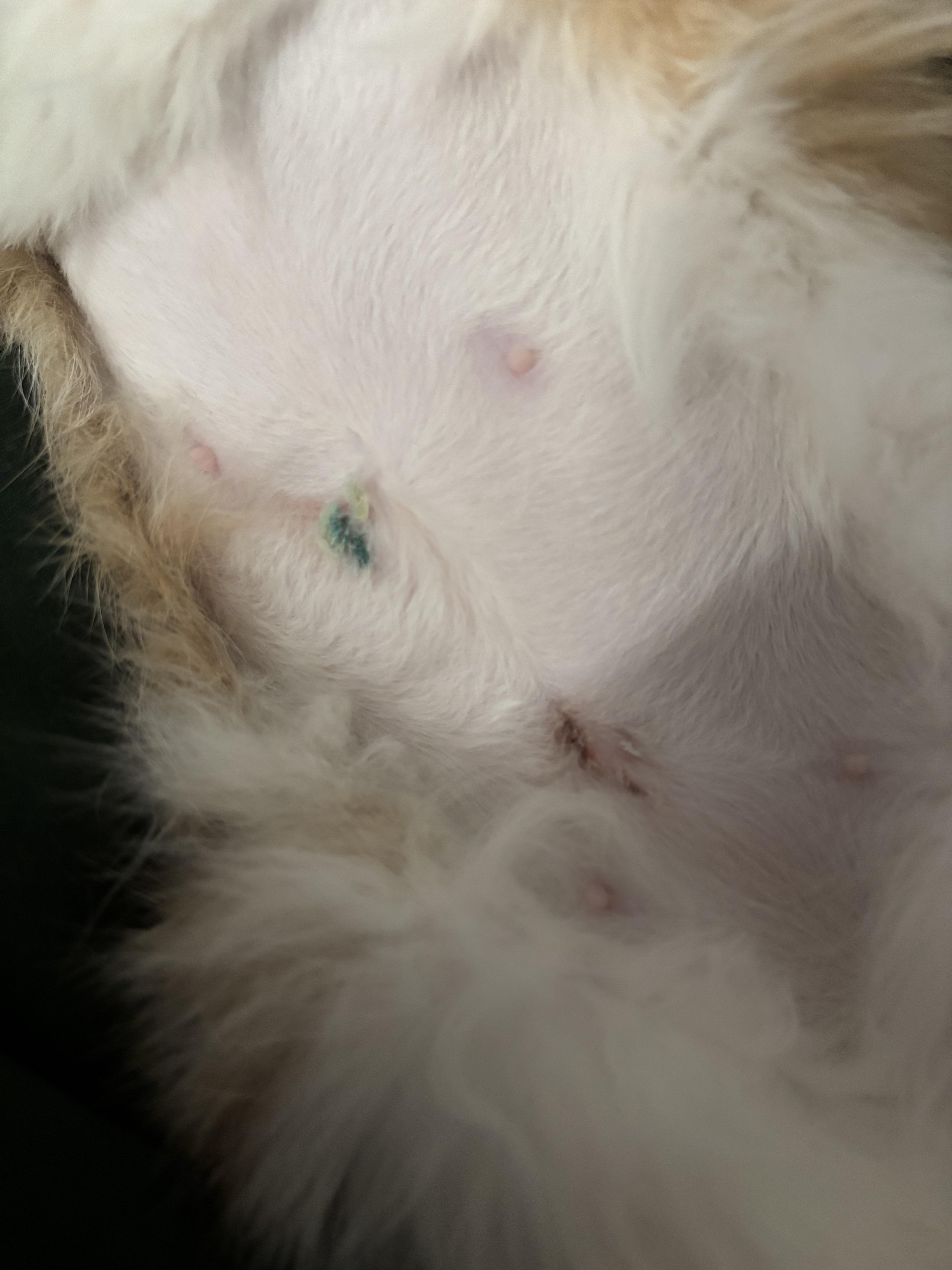 Spayed Scar Help? How is this spay incision looking? | Scrolller