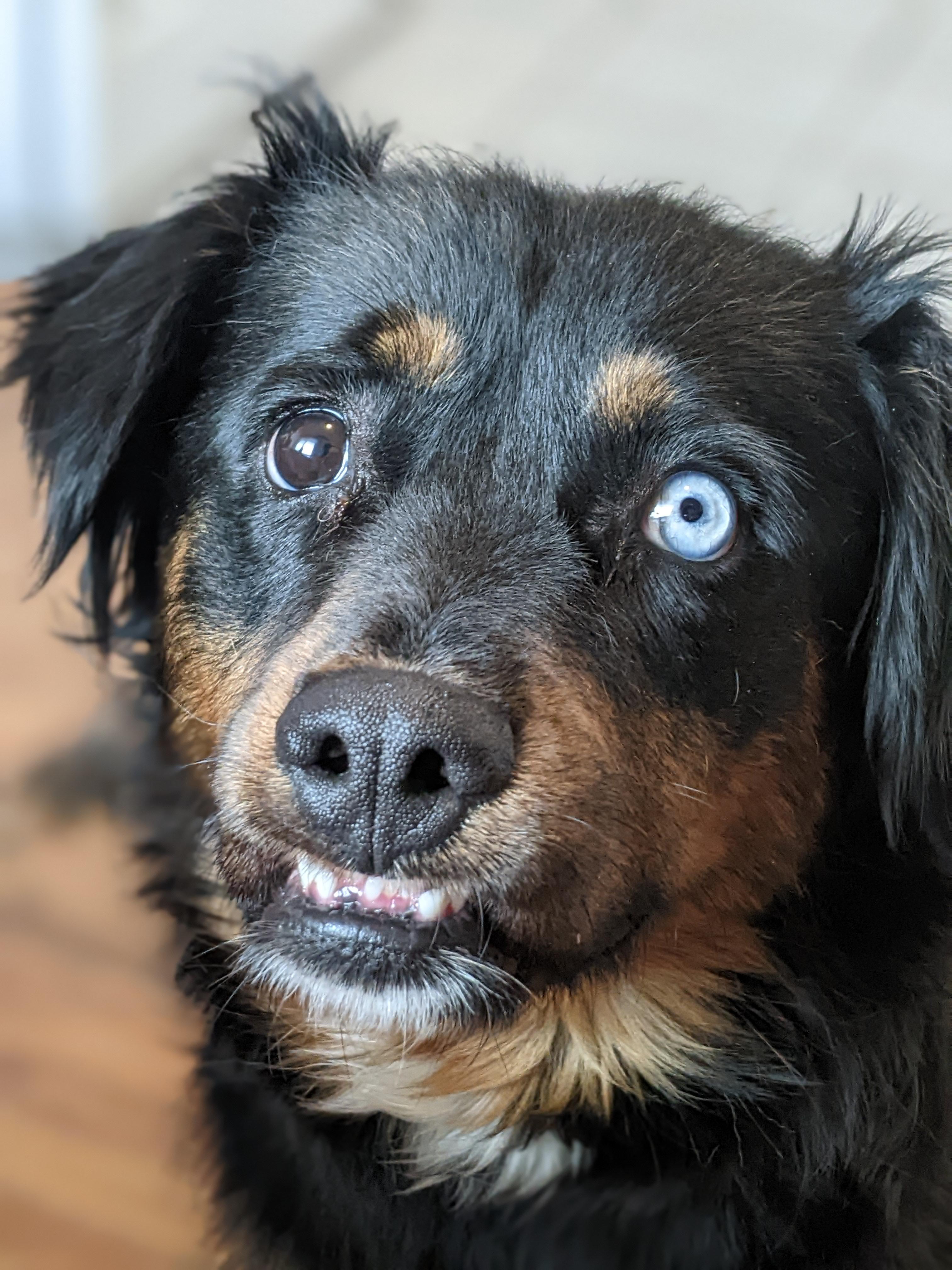 Gila- Rott/Aussie Shepard mix. Gosh I love her. | Scrolller