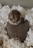 spaceloaf is self conscious about his weight, please leave him some words of affirmation