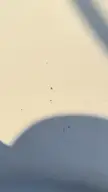 Spider poop