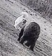 Caught my dog squaring up with a grizzly by my place on my game camera 