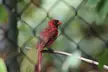 A Northern Cardinal hiding behind a chain link fence