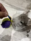Advice on bonding a 4-year-old chinchilla with a baby chinchilla? (Both males)