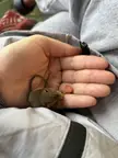 Advice. What type of mouse is Dedenne?