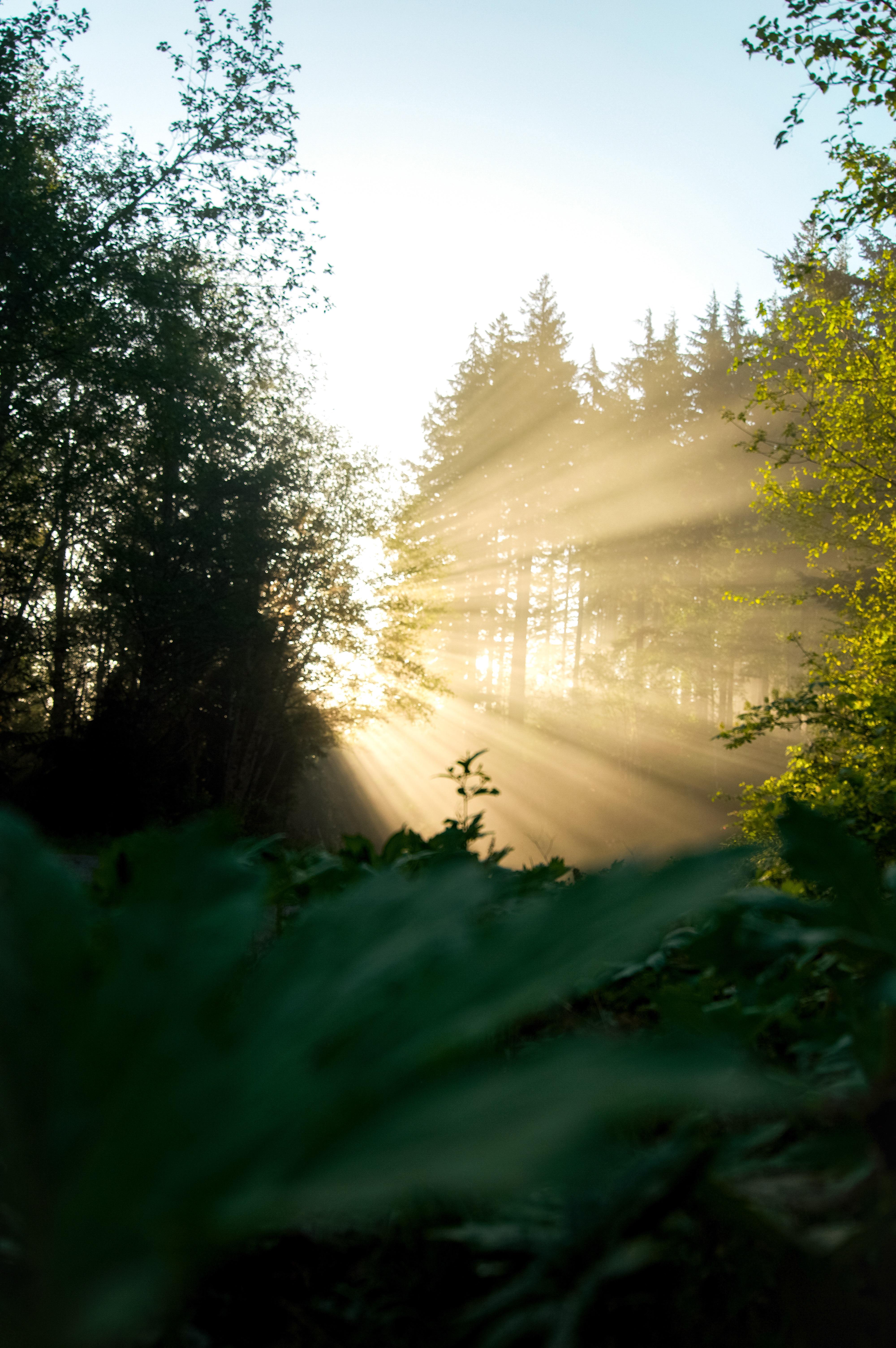Early morning light near Olympic National Park [4000 x 6016] [OC ...