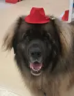 Big dog. Smol hat.