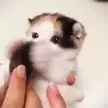 very cute kitten