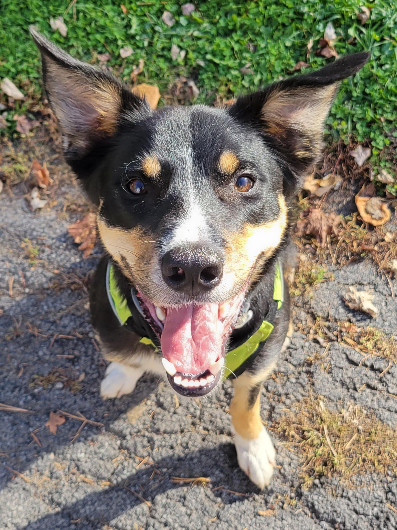 My wife took him on a 10K. Then I took him on a 10K. As far as Whisky is concerned if anybody else would like to do a quick 10K, that'd be great too.