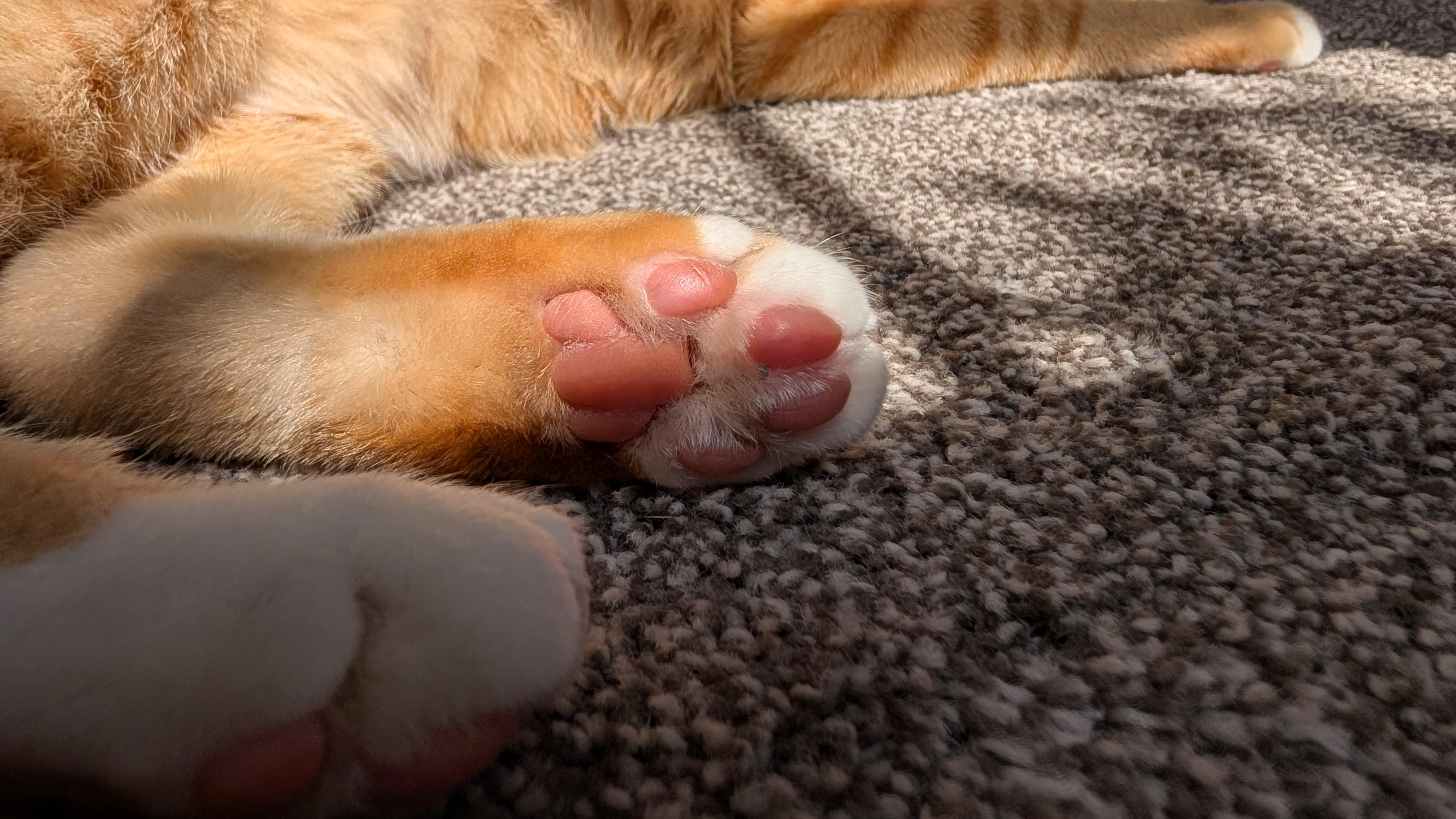 Getting those beans warm for maximum squishing!