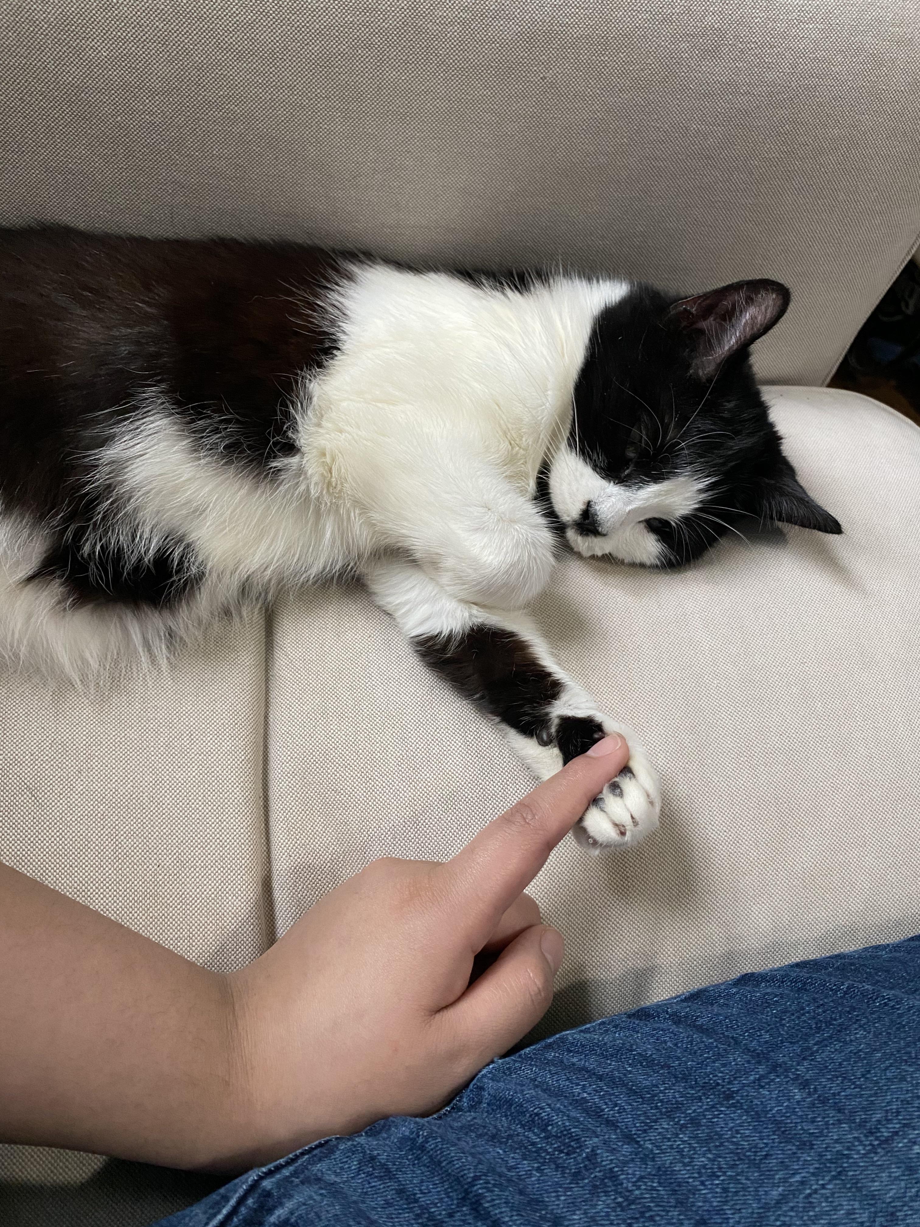 Please pray for my Lulu. She is sick and has taken a turn for the worst ...