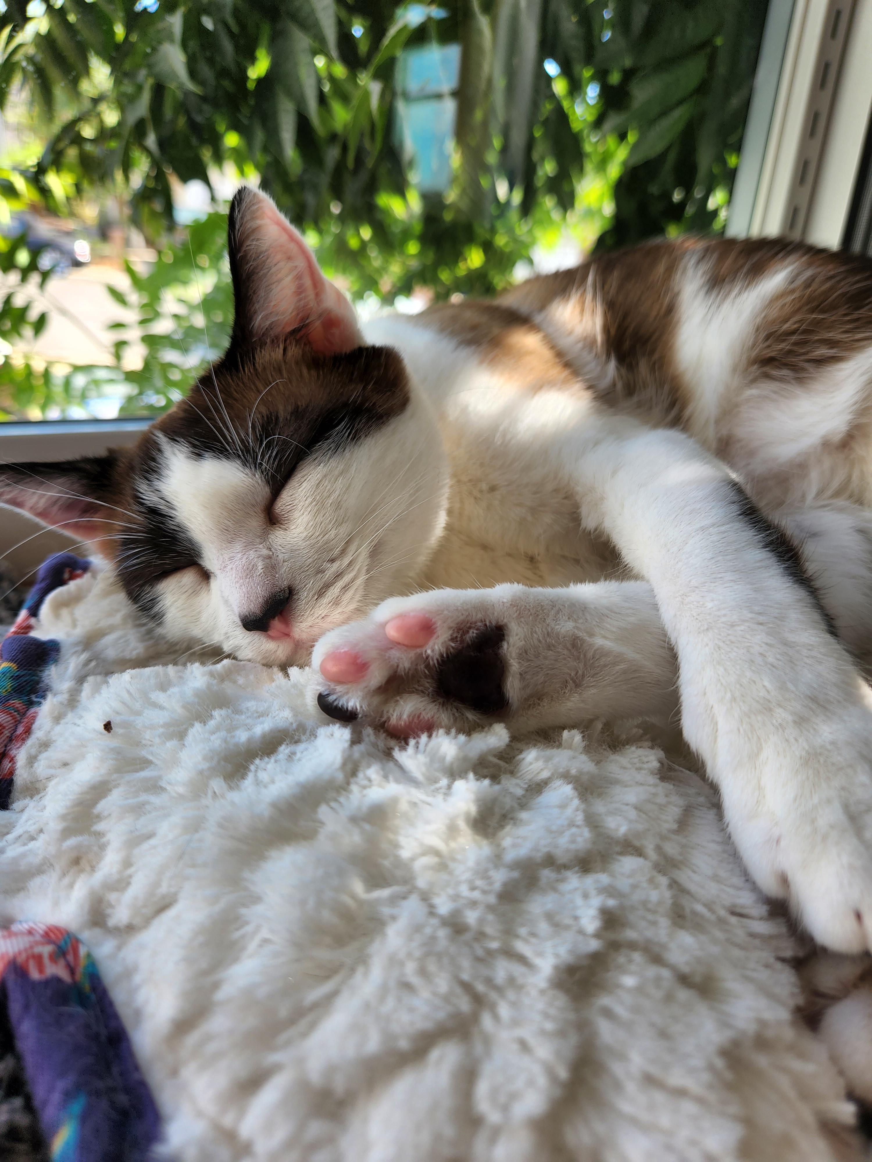 Neopolitan
