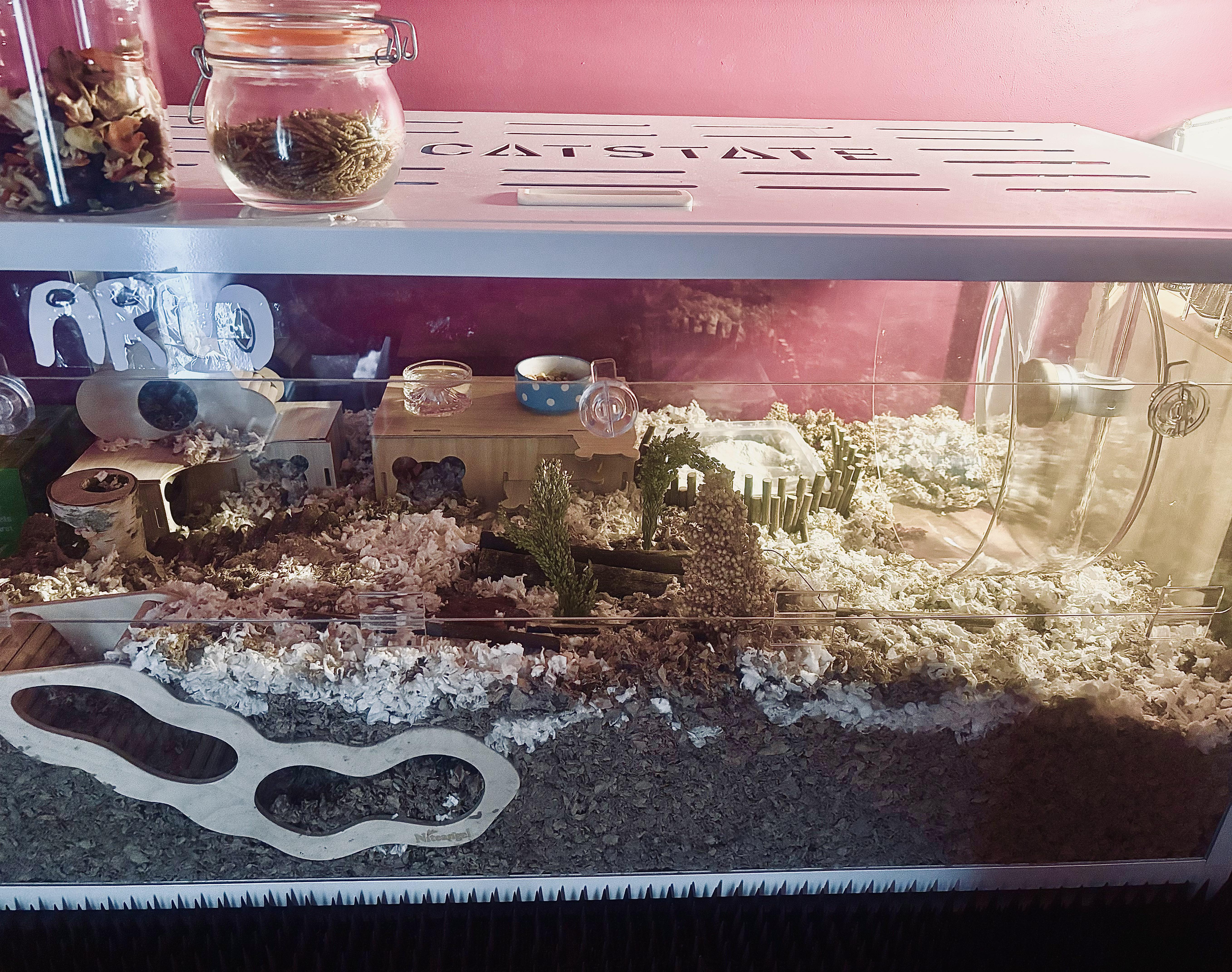 Picture of Discover more like Hamsters: How does my hamsters cage look? He's my ...