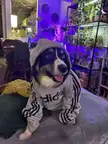 Do hoods count? 