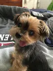 the most adorable dog in the world