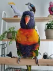 My rescue rainbow lorikeet the day after I adopted him