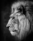 AnimalPorn