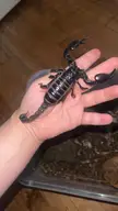 Scorpions