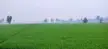 Agriculture paddy tree 50 days