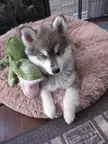 Akira loves his plush toys and bed.  Takes one to know one, lol.