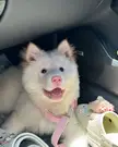 Albino husky so cute with her pink nose