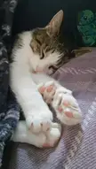 All the beans!