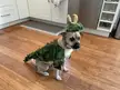Alligator Loki