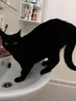 always catch her licking the taps 🤨🚰