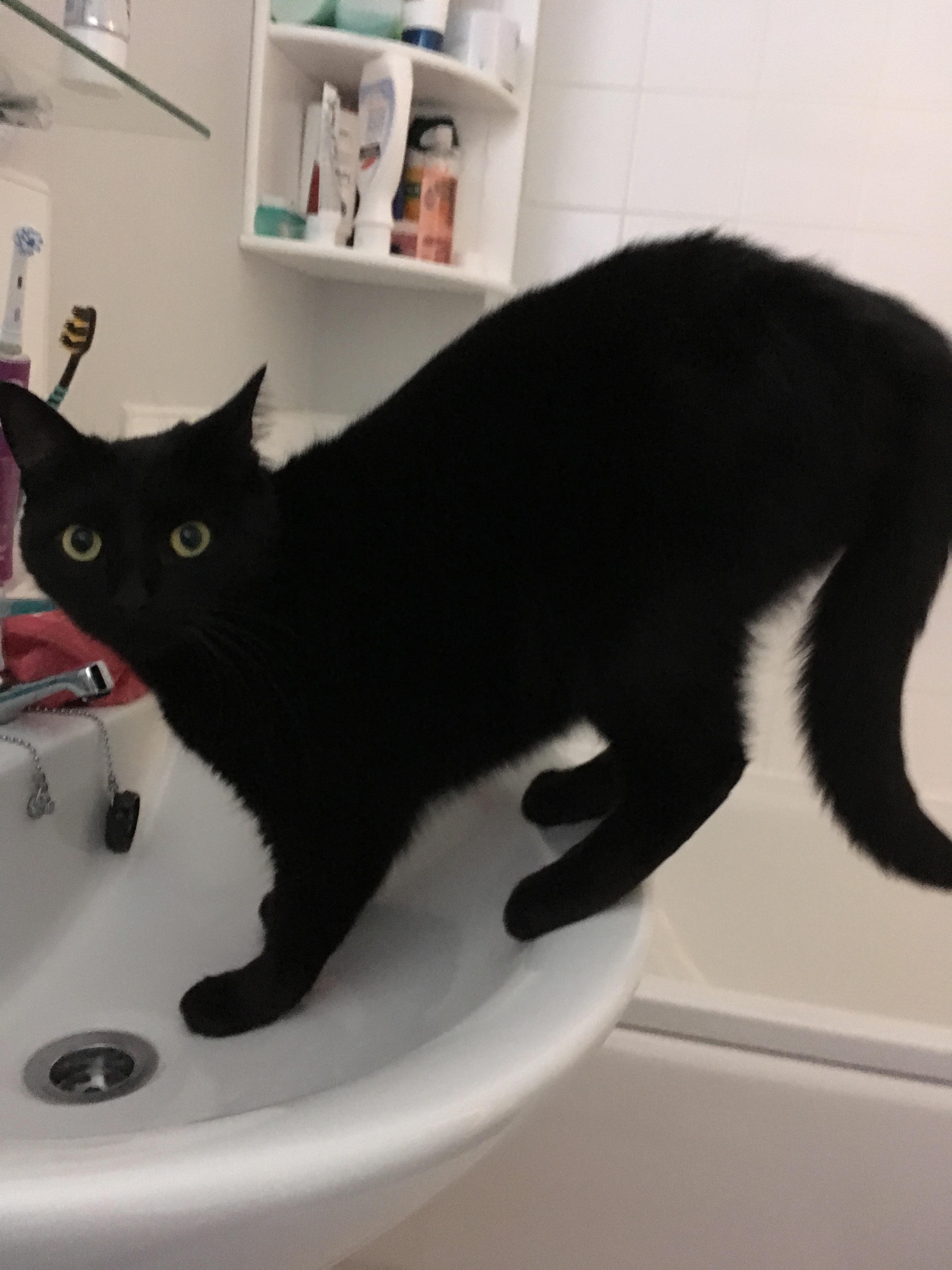 always catch her licking the taps 🤨🚰