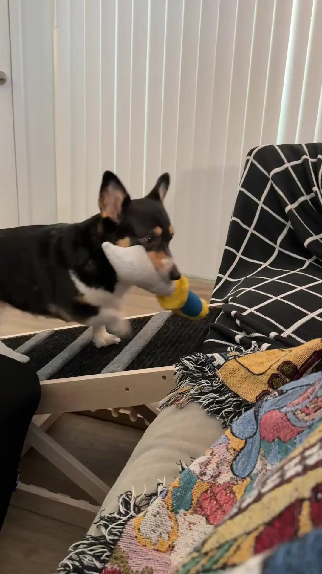 always ready for a fight 