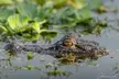 American Alligator 