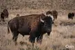 American Buffalo Herd