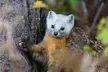 American Marten