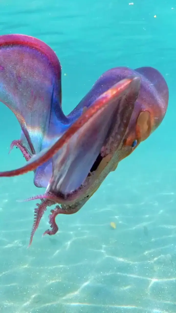 An astounding fact about the blanket octopus is that females have the ability to detach and release their long, transparent webs as a defense mechanism. 